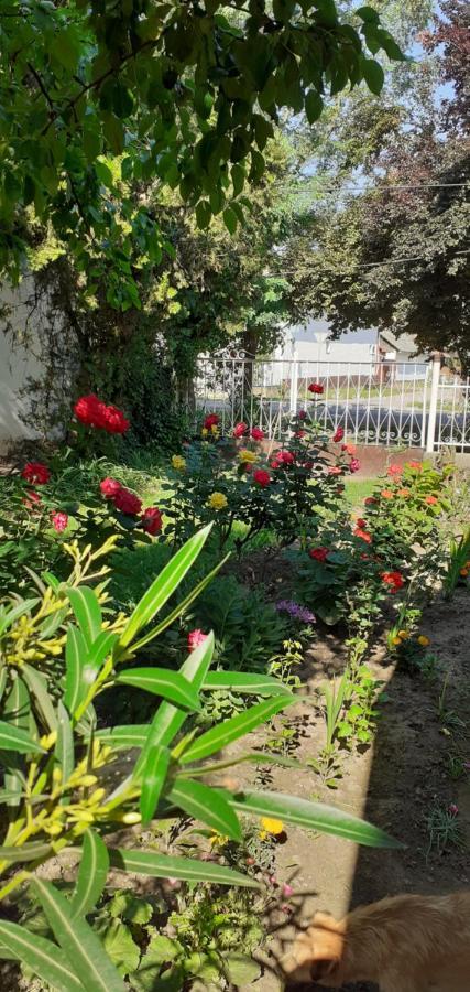 Ferienwohnung Marika Vendeghaz Abádszalók Exterior foto